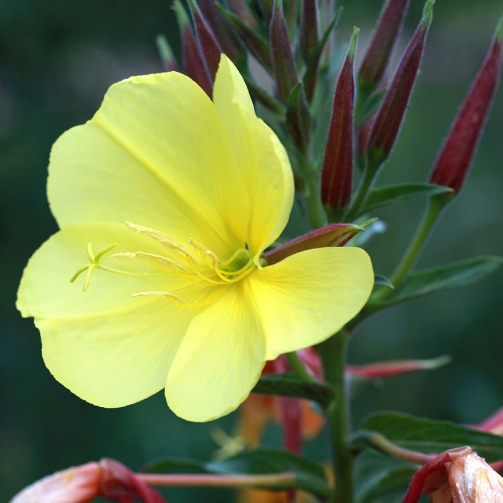 Oenothera glazioviana - Evening Primrose