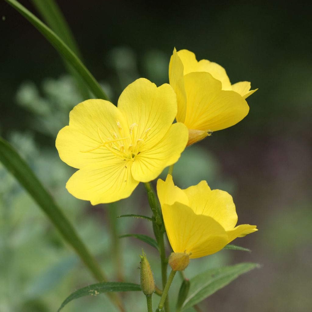 Oenothera missouriensis - Evening Primrose