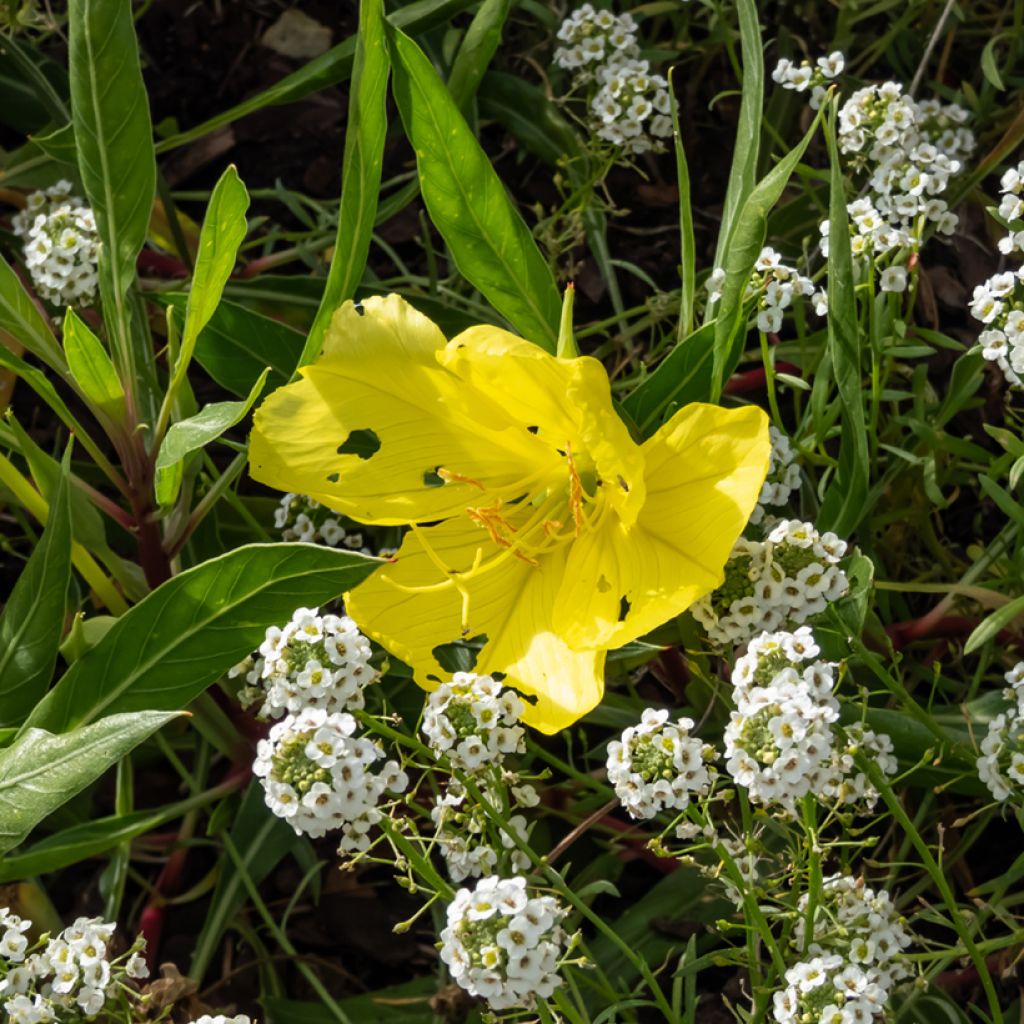 Oenothera missouriensis - Evening Primrose