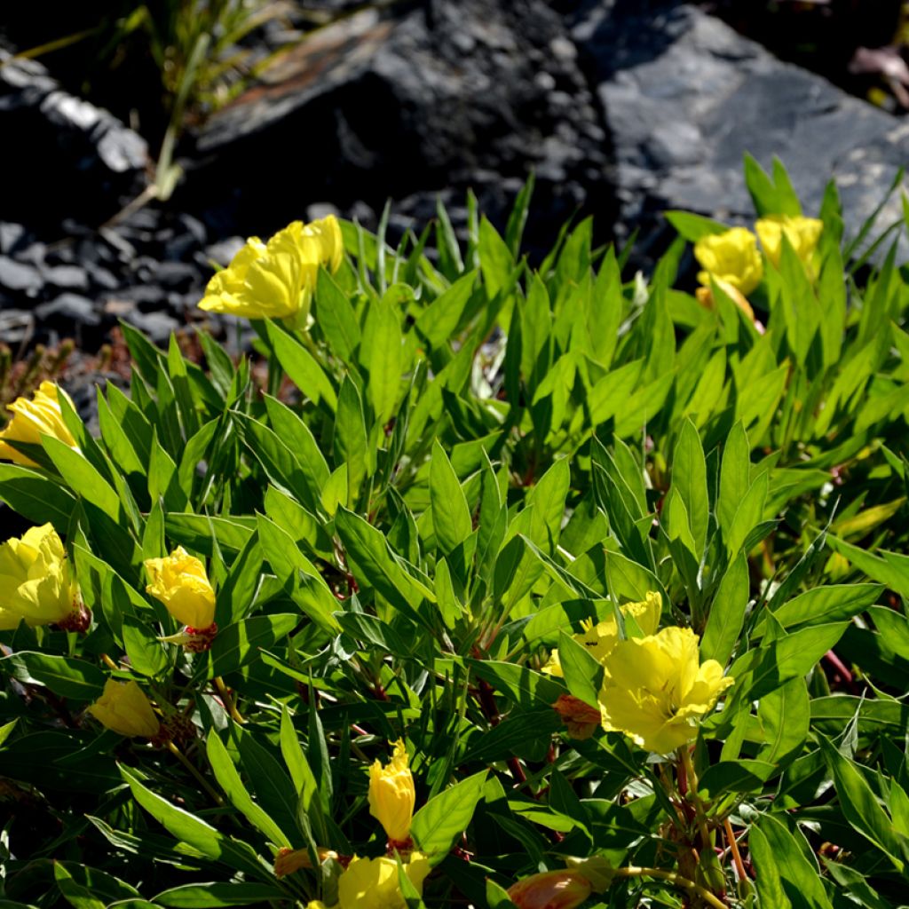 Oenothera missouriensis - Evening Primrose