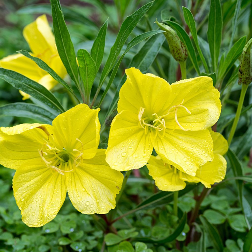 Oenothera missouriensis - Evening Primrose