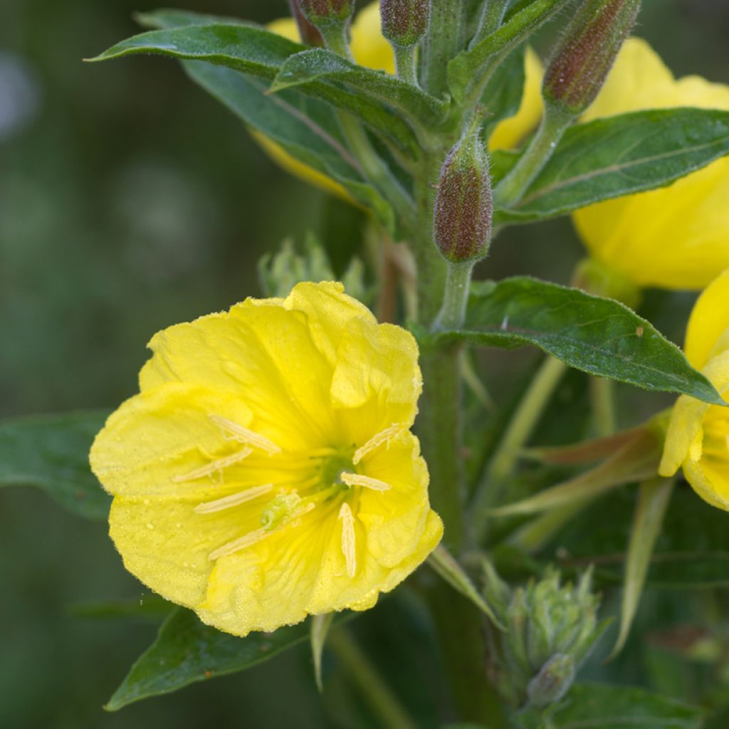 Oenothera missouriensis - Evening Primrose