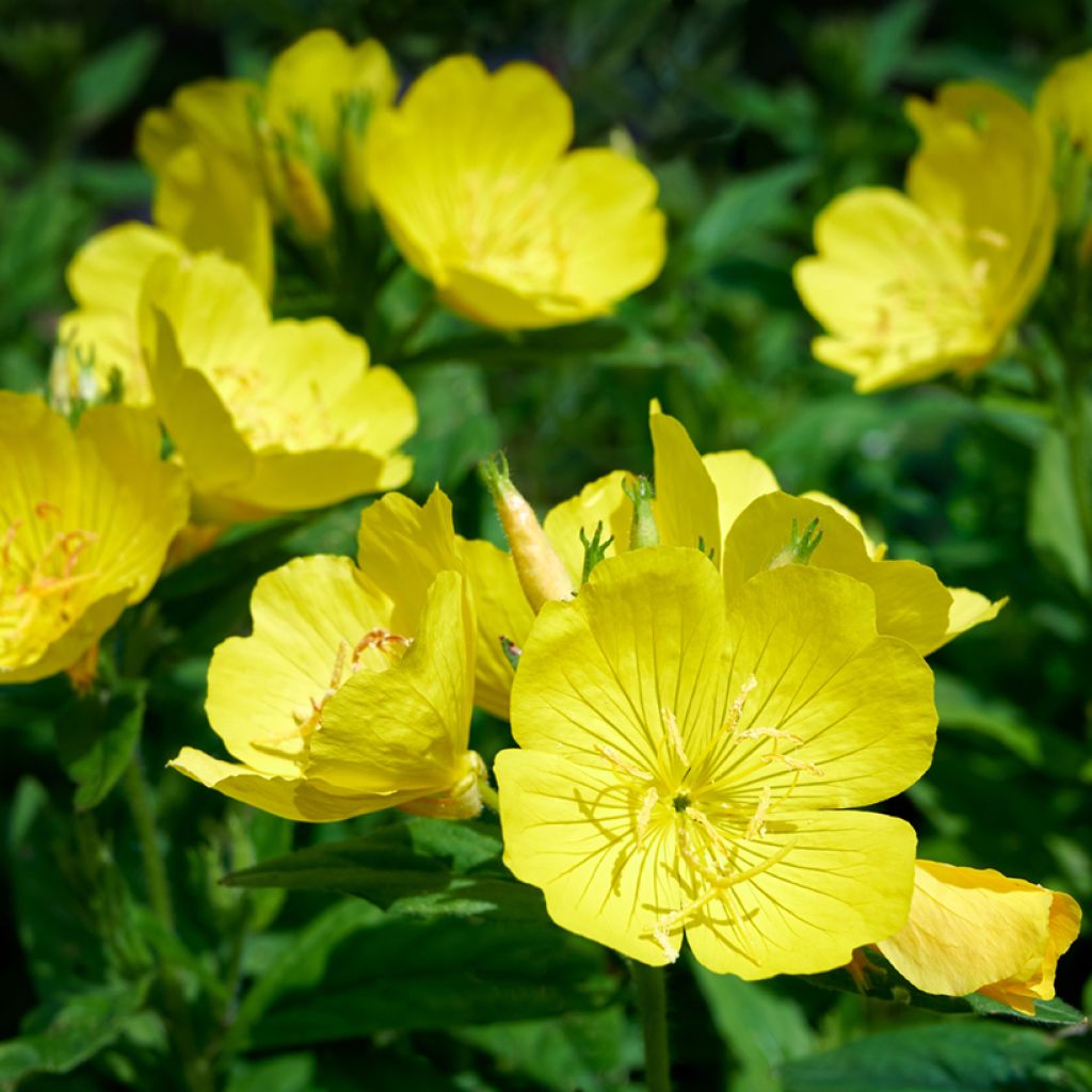 Oenothera missouriensis - Evening Primrose