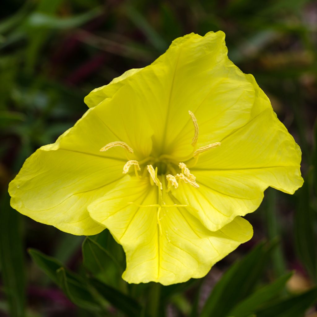 Oenothera missouriensis - Evening Primrose