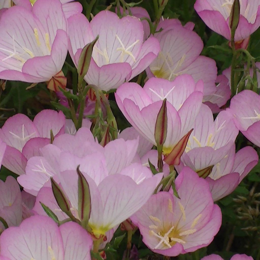 Oenothère, Oenothera speciosa