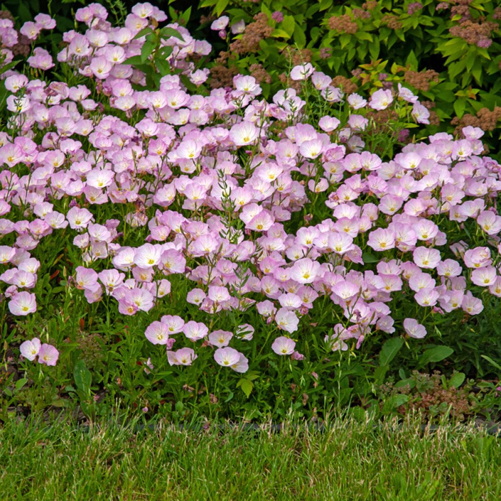 Oenothera speciosa - Evening Primrose