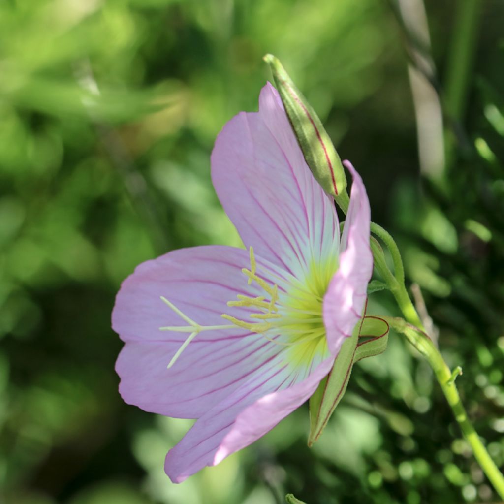 Oenothera speciosa Siskiyou - Evening Primrose