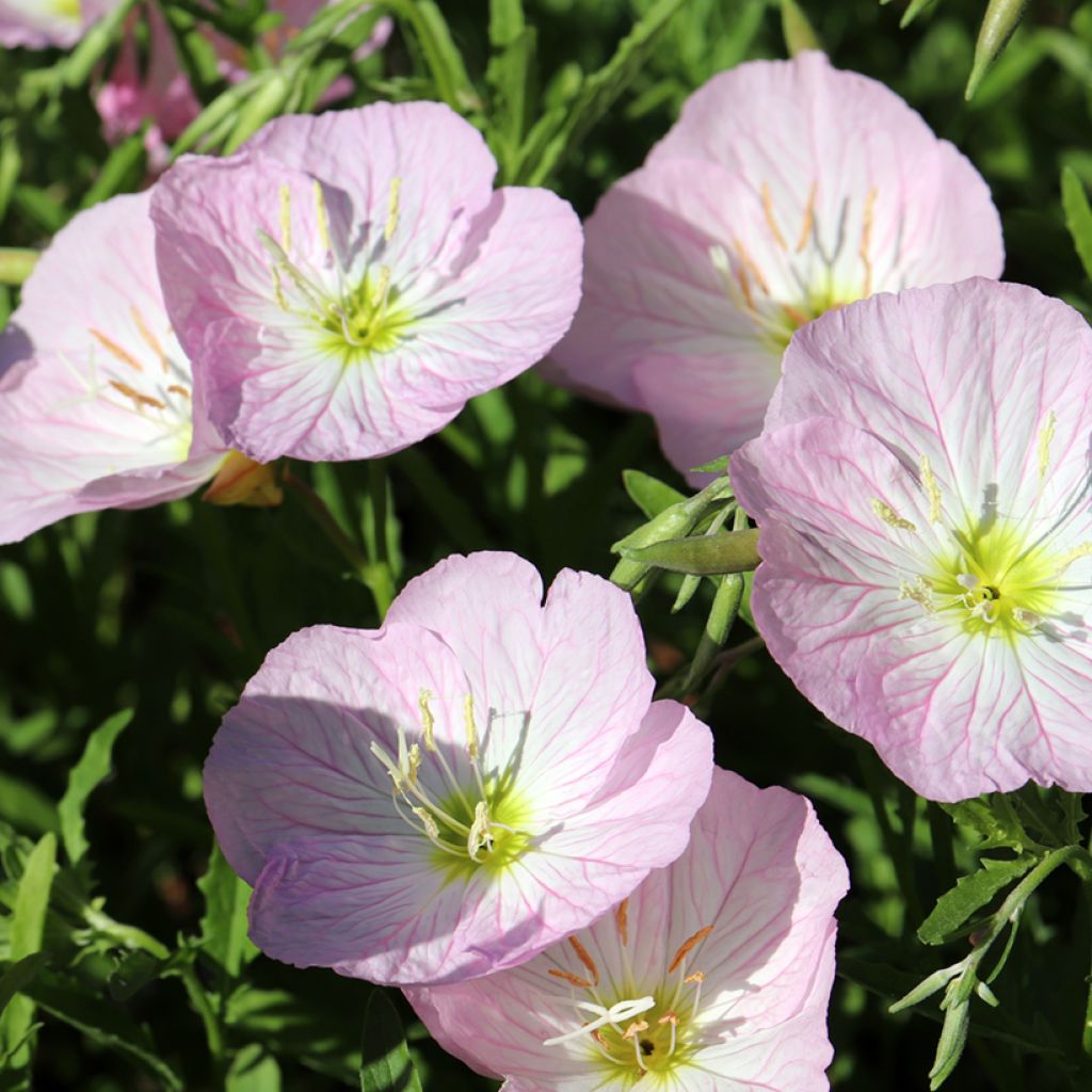 Oenothera speciosa Siskiyou - Evening Primrose