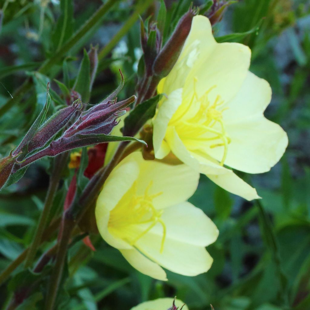 Oenothère, Oenothera stricta Sulphurea