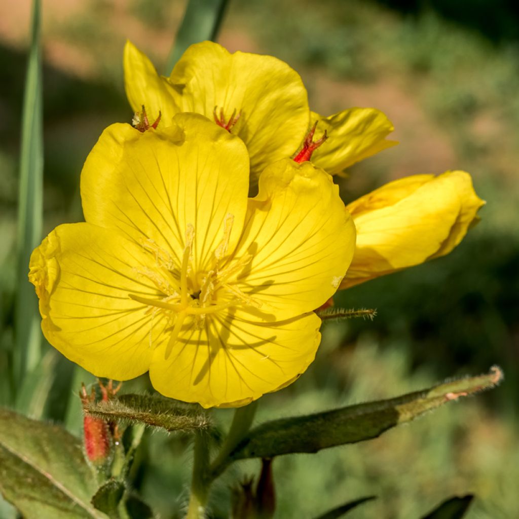 Oenothera tetragona - Evening Primrose