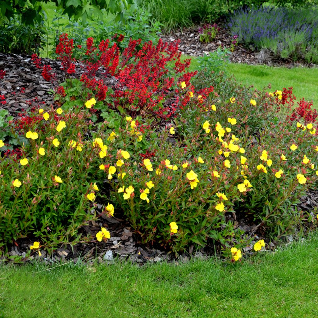 Oenothera tetragona - Evening Primrose