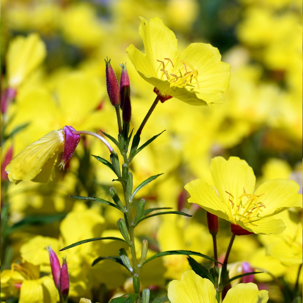 Oenothère, Oenothera Pénélope Hobhouse