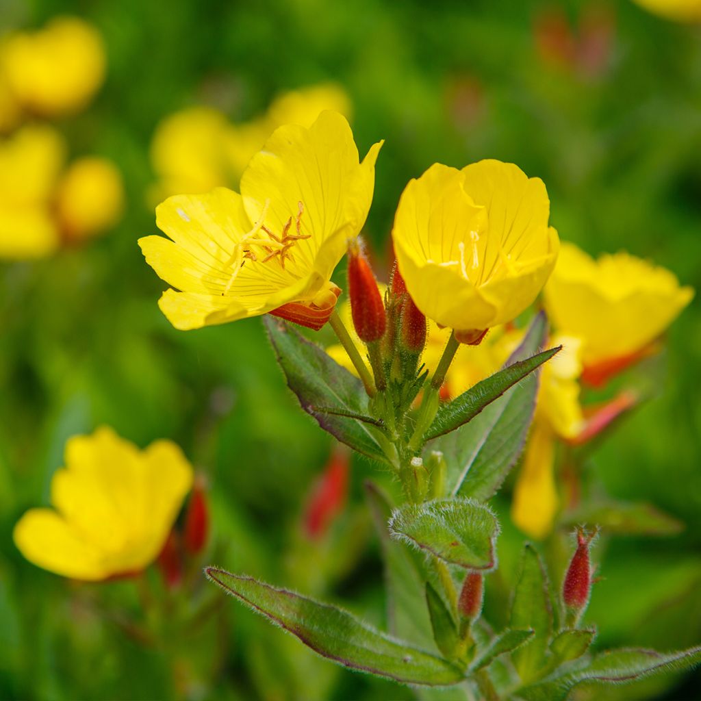 Oenothère, Oenothera Pénélope Hobhouse