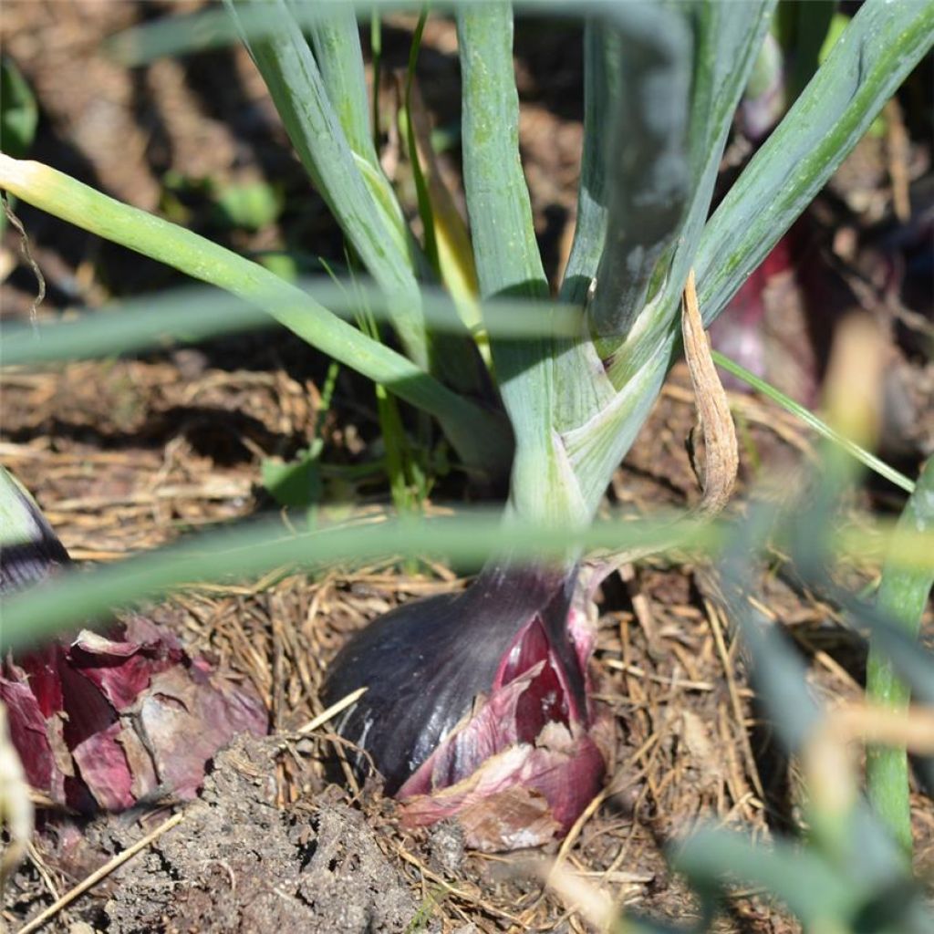 Oignon Robelja Bio - Ferme de Ste Marthe