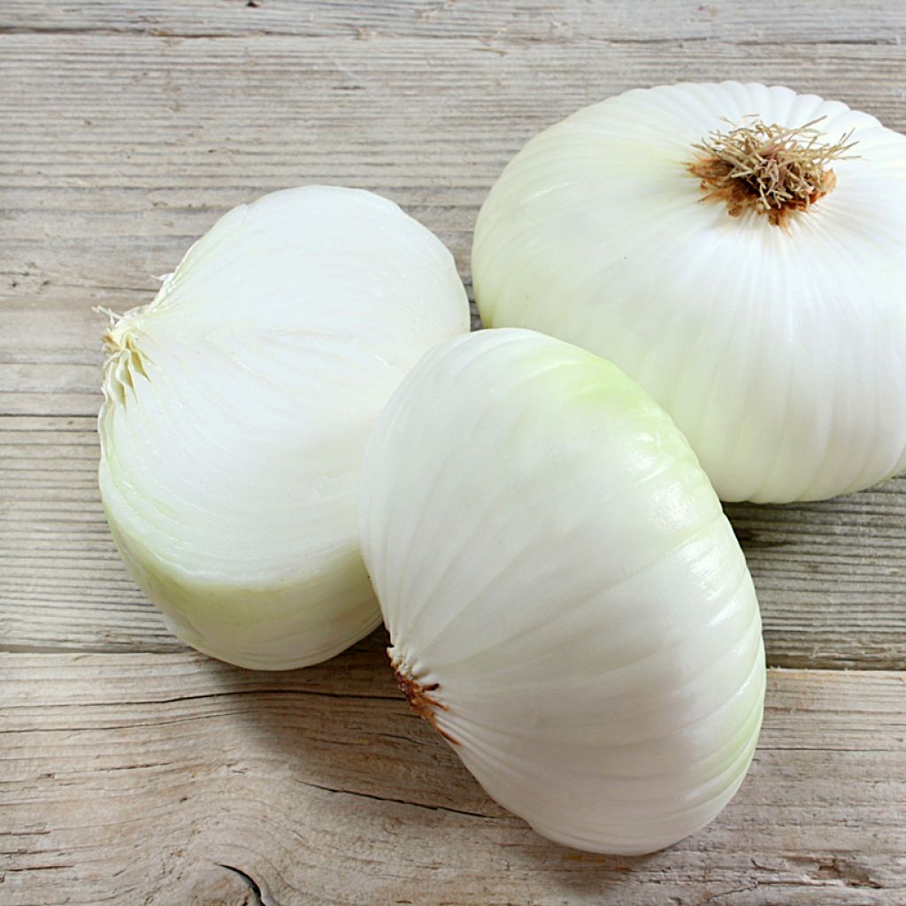 White Onion Prompto F1 (Vilmorin seeds Creation) - Allium cepa