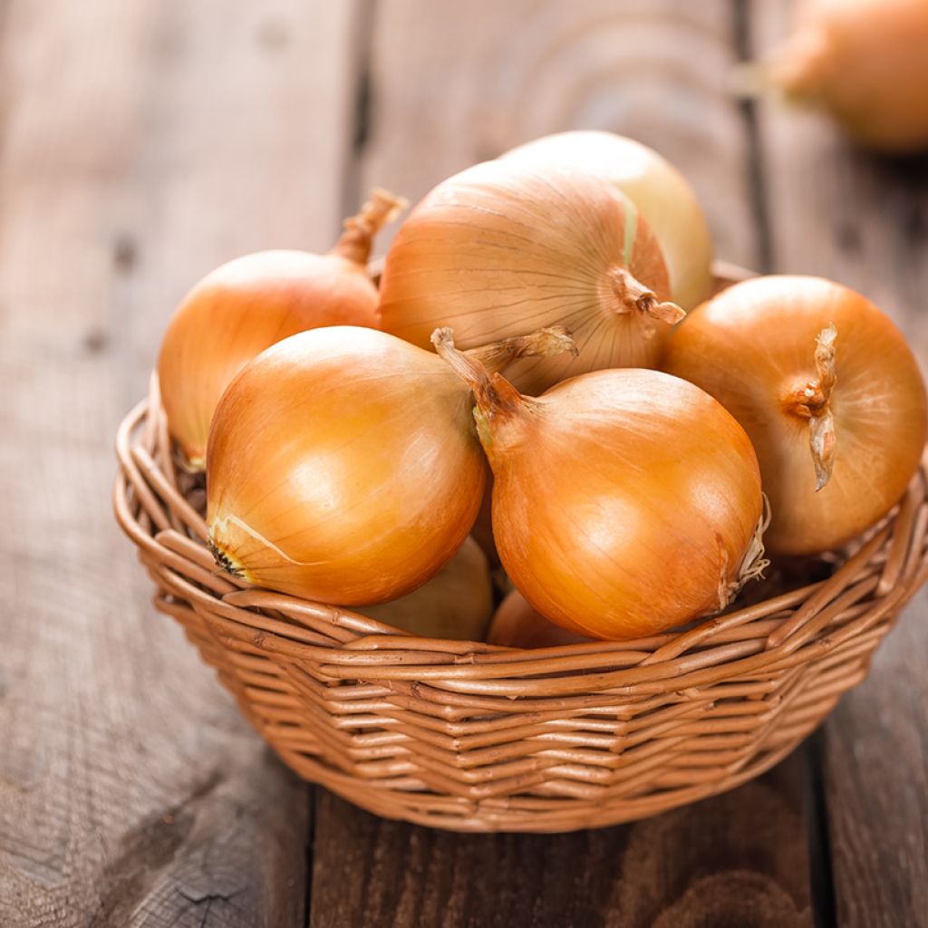 Ramata di Milano Yellow Onion - Allium cepa