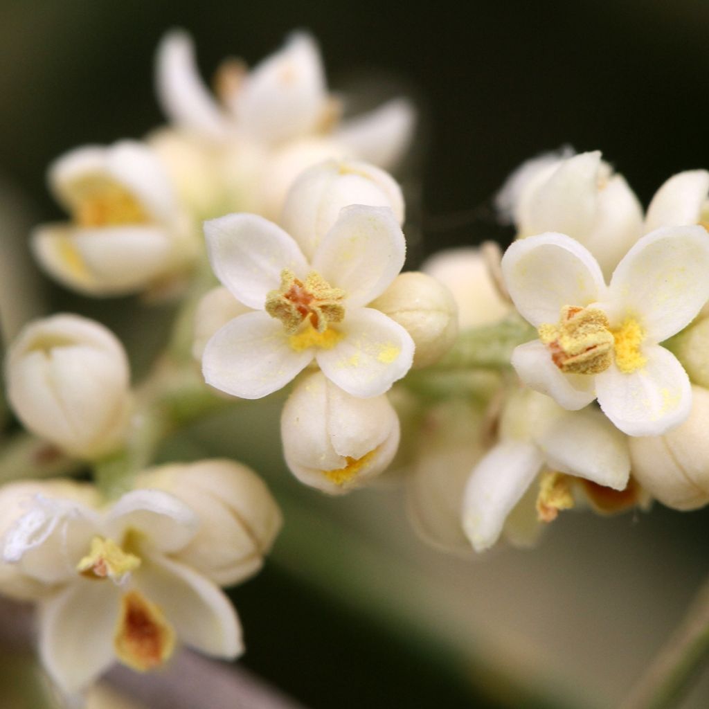 Olea europaea - Olive