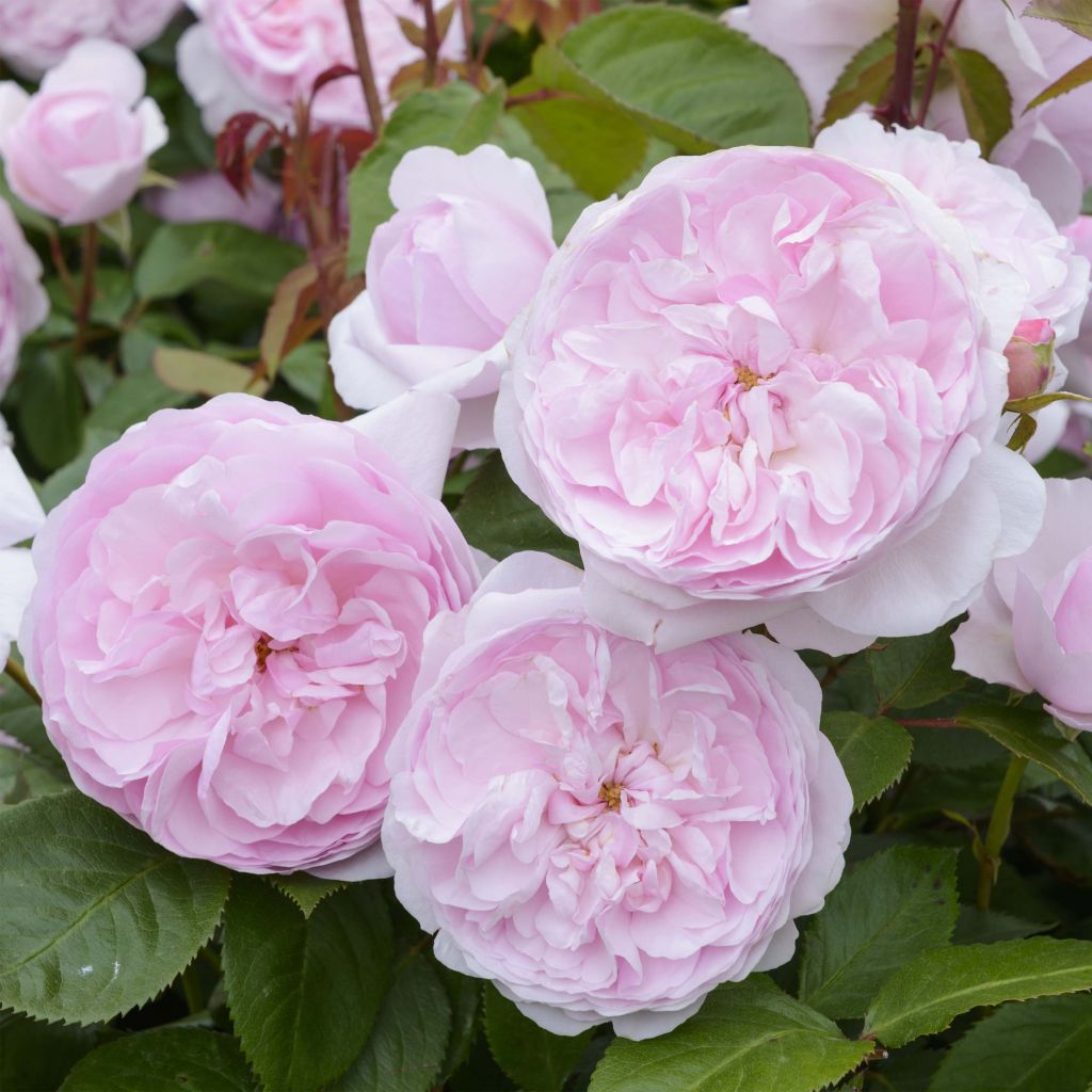 Rosier David Austin Olivia Rose Austin® - Ausmixture