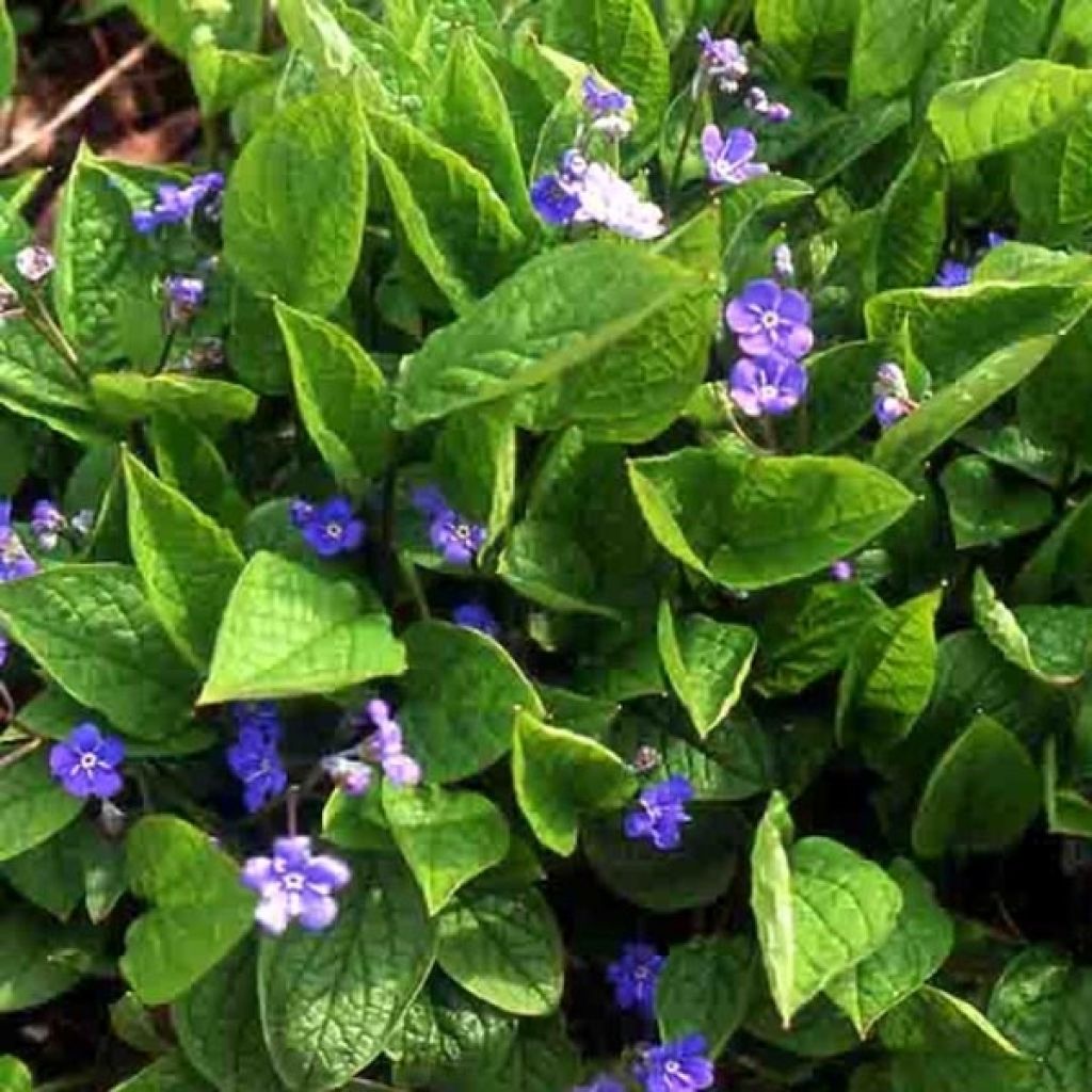 Omphalodes verna