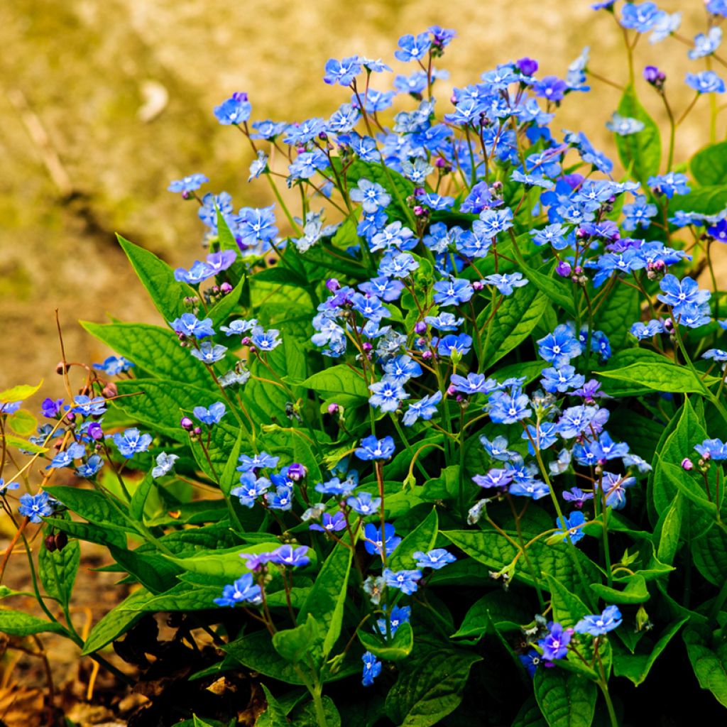 Omphalodes verna