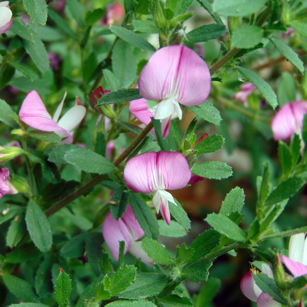 Ononis spinosa - Bugrane épineuse.