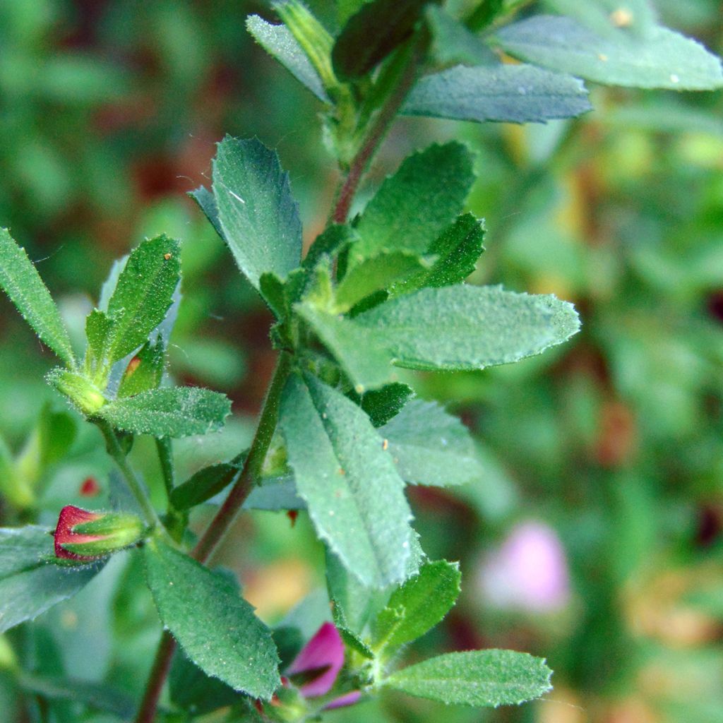 Ononis spinosa - Bugrane épineuse.