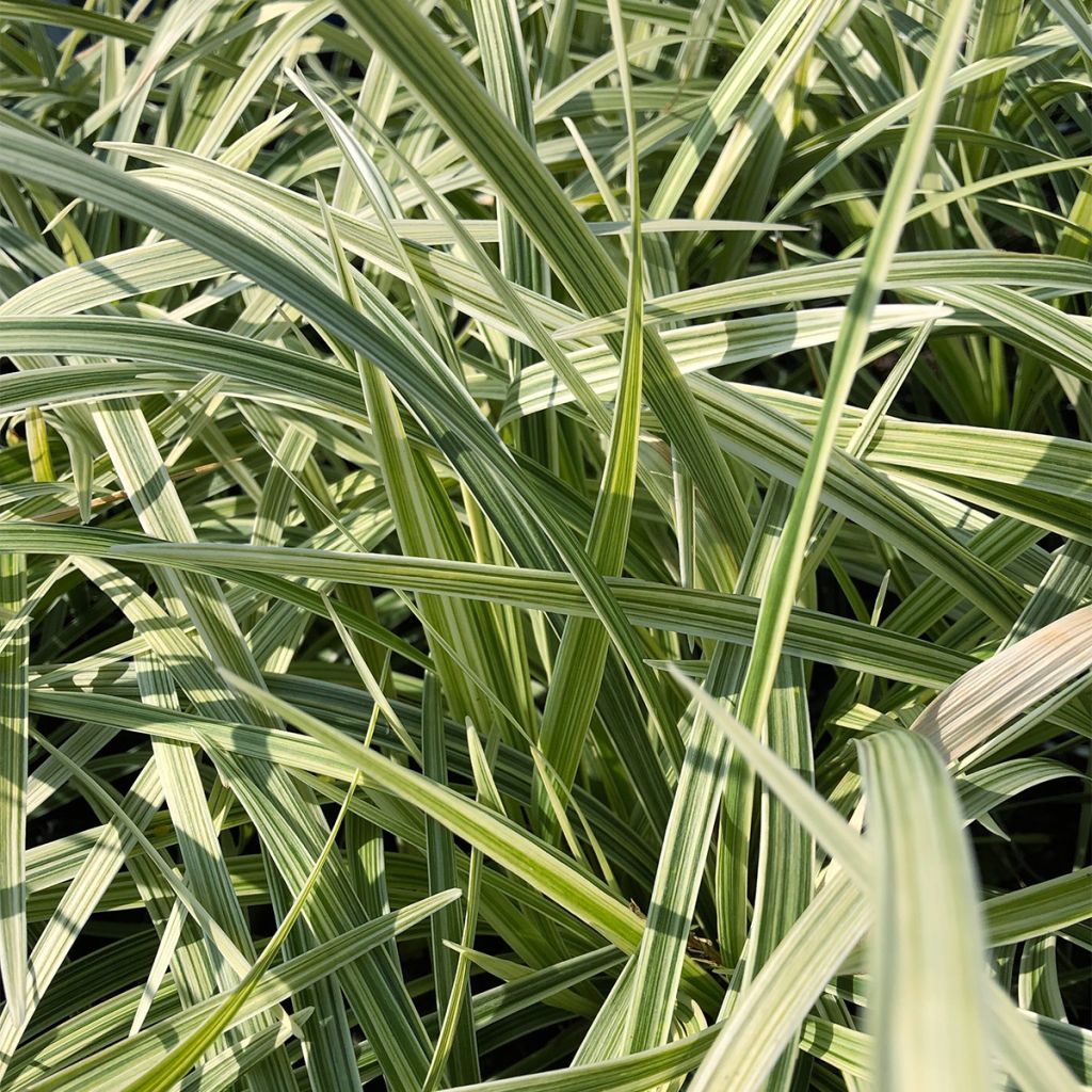 Ophiopogon Albo variegata ou Albovariegatus