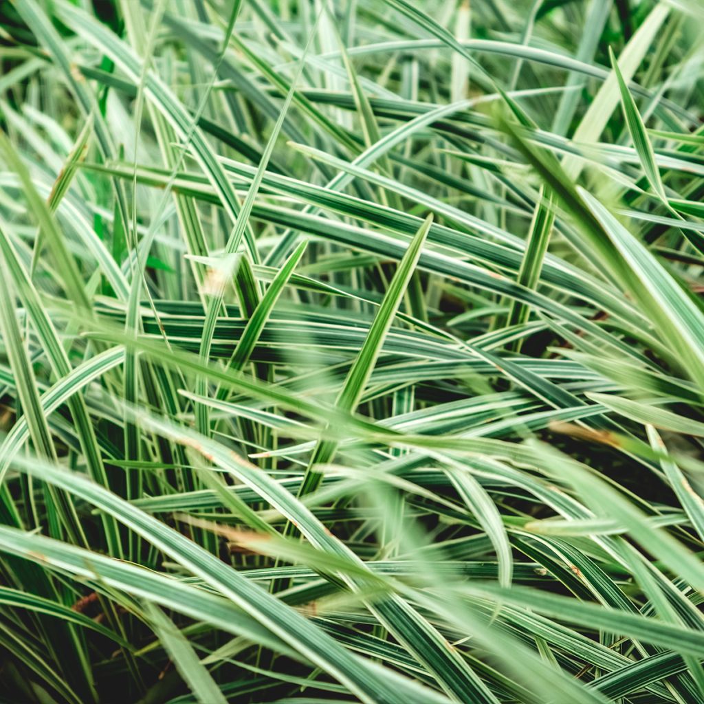 Ophiopogon Albo variegata ou Albovariegatus