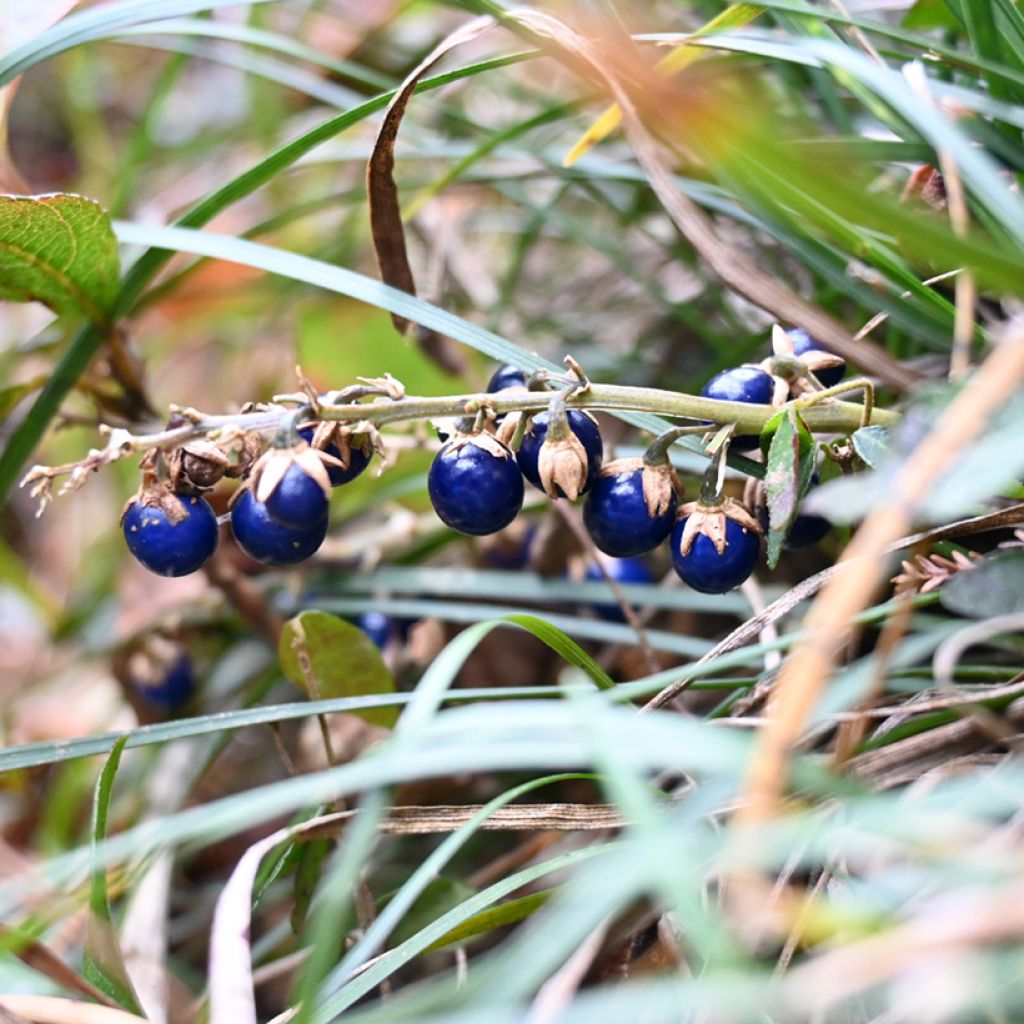 Ophiopogon japonicus