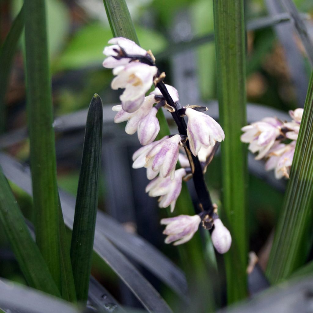 Black Ophiopogon - Ophiopogon planiscapus Nigrescens