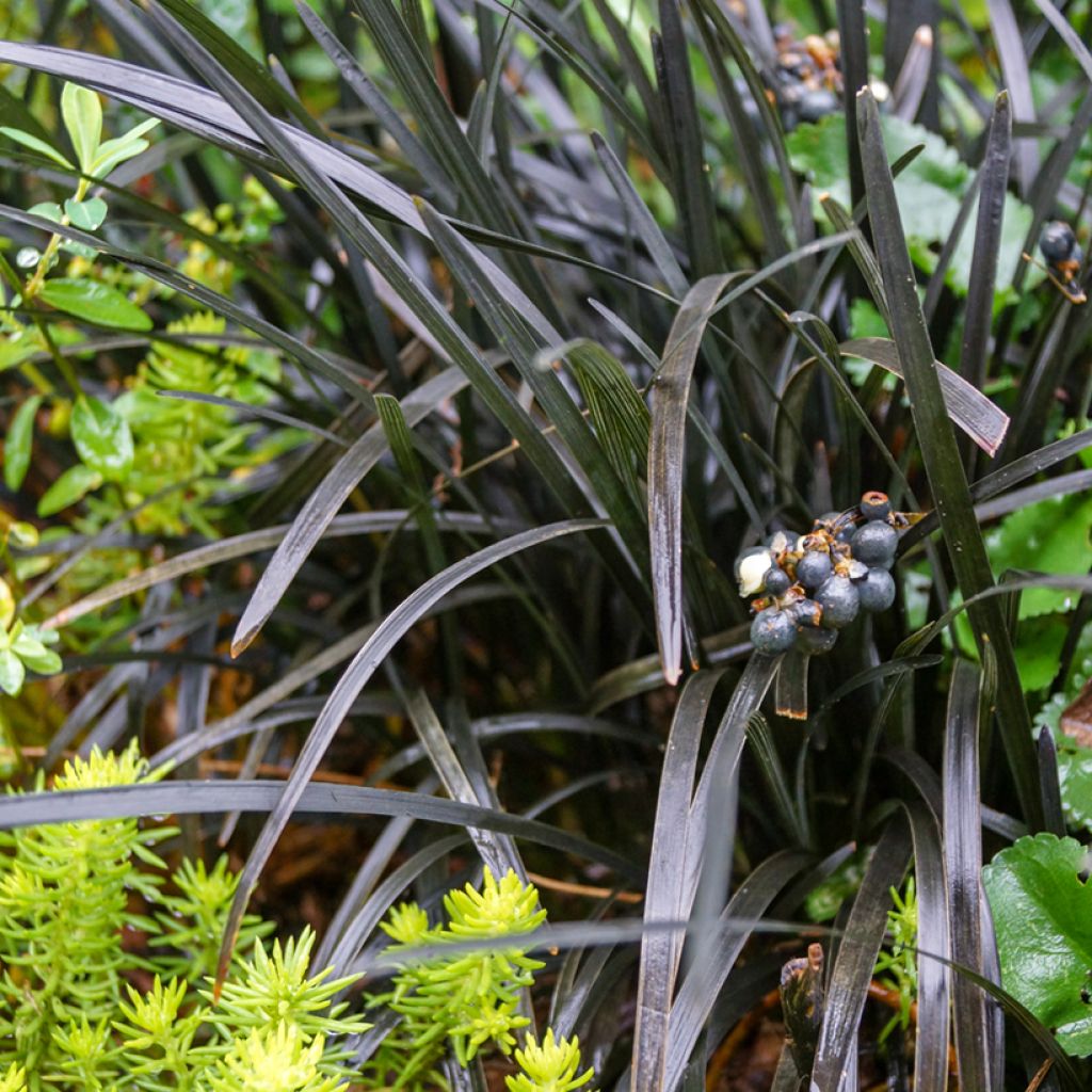 Black Ophiopogon - Ophiopogon planiscapus Nigrescens