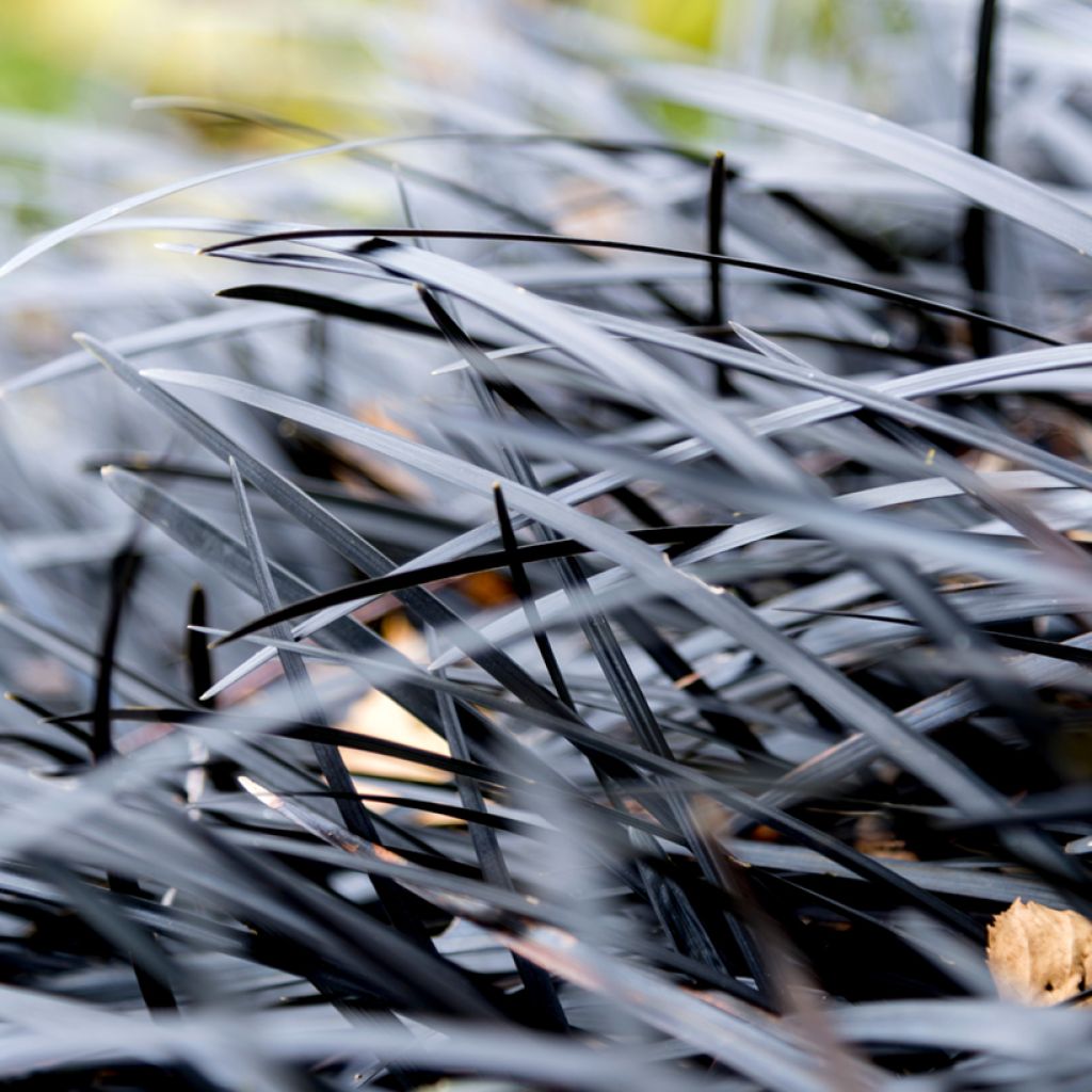 Black Ophiopogon - Ophiopogon planiscapus Nigrescens