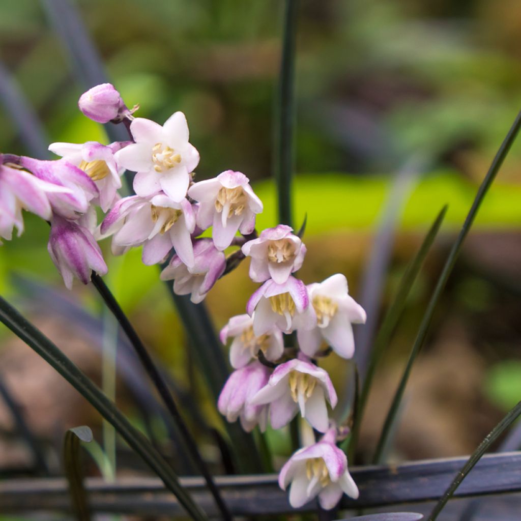 Black Ophiopogon - Ophiopogon planiscapus Nigrescens