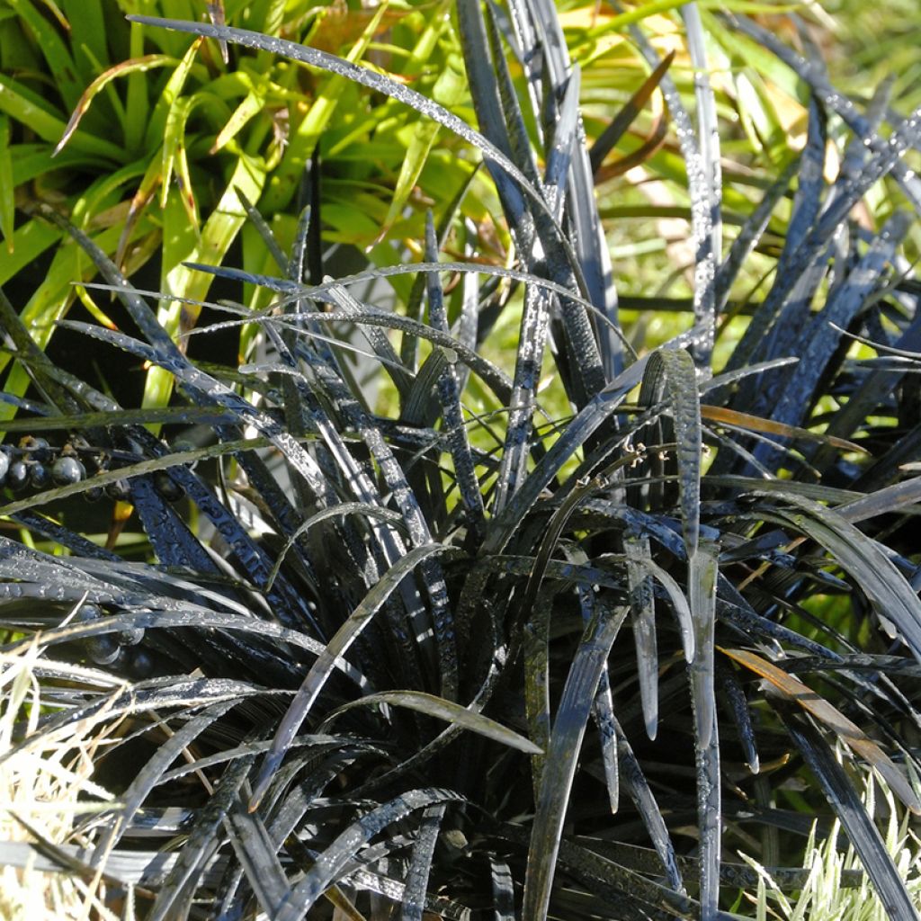 Black Ophiopogon - Ophiopogon planiscapus Nigrescens