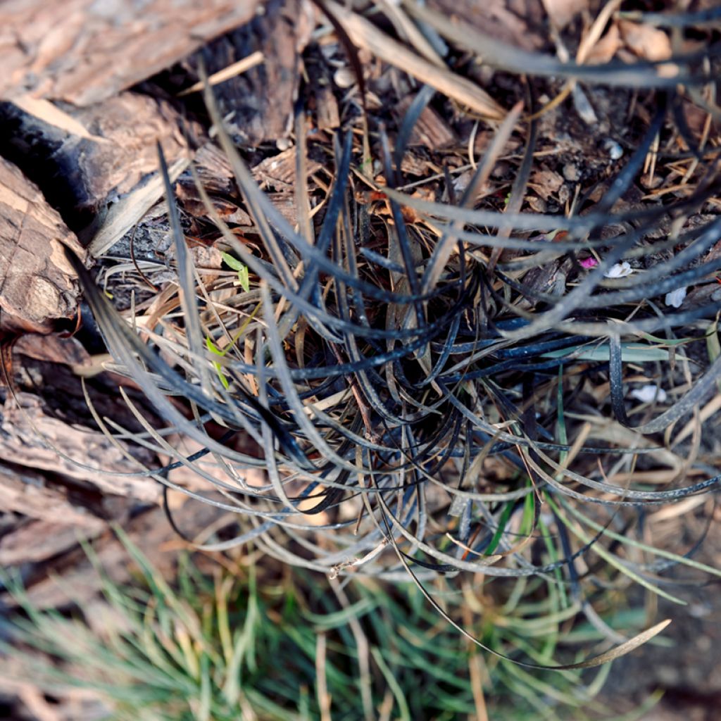 Black Ophiopogon - Ophiopogon planiscapus Nigrescens