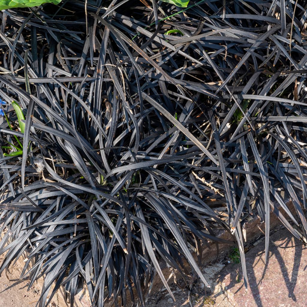 Black Ophiopogon - Ophiopogon planiscapus Nigrescens