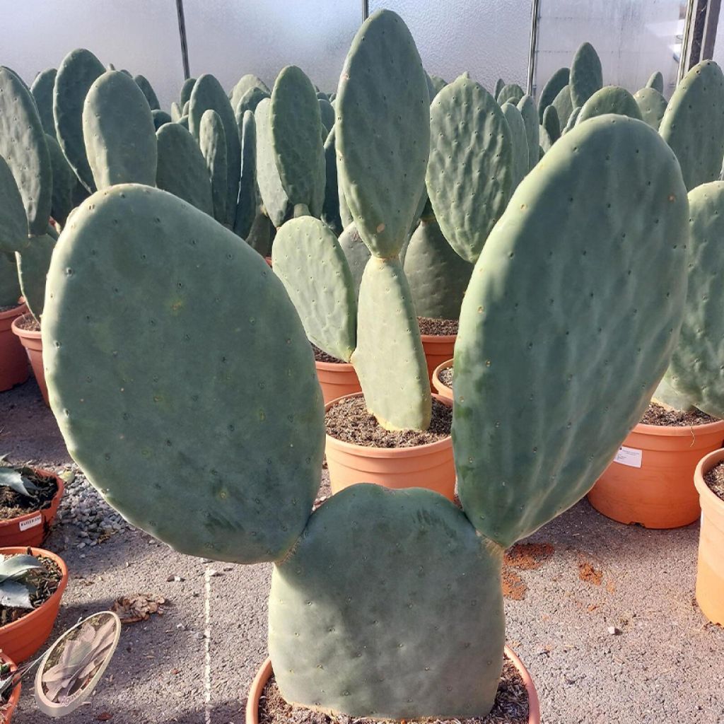 Opuntia hybrida Titania - Prickly Pear