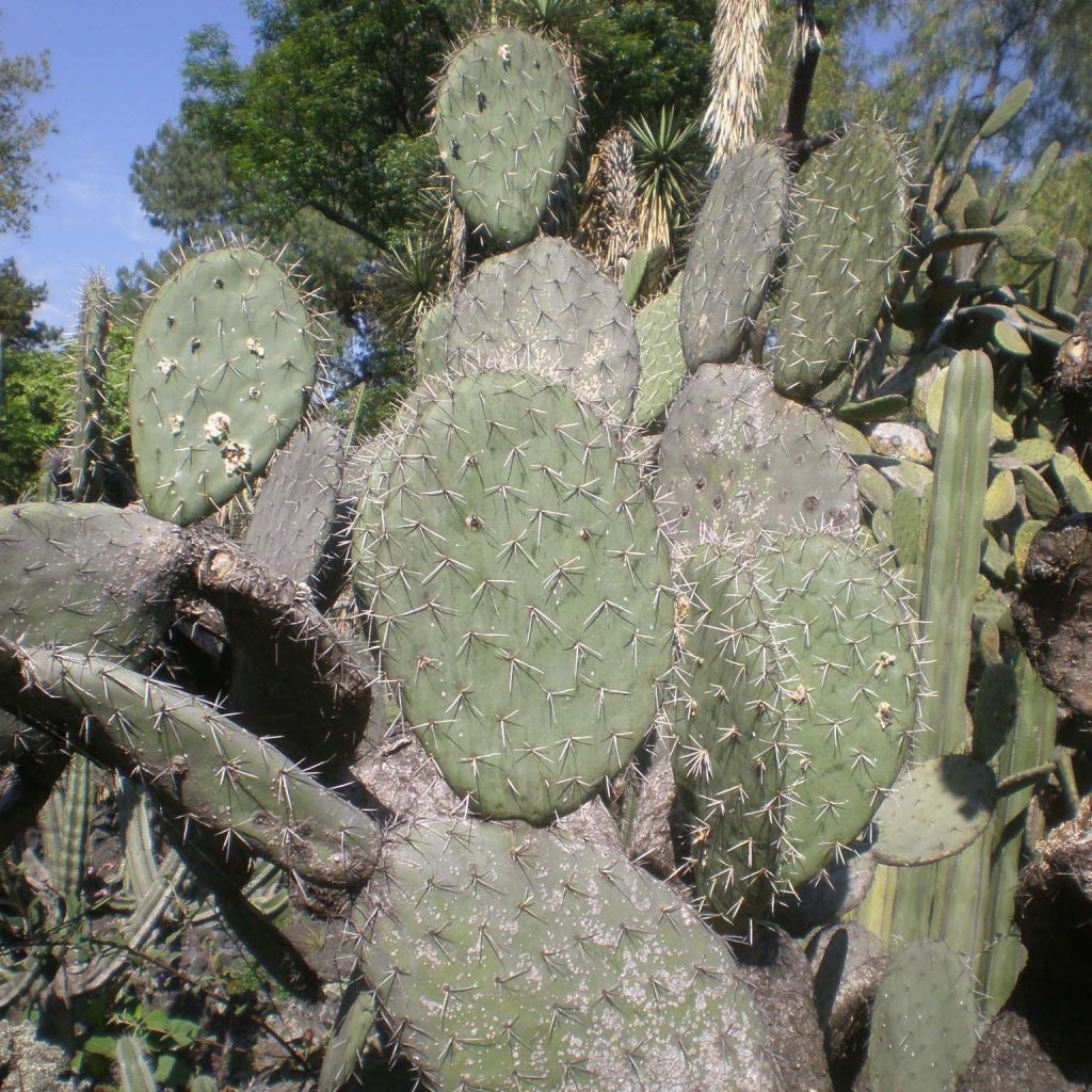 Opuntia atrispina - Oponce