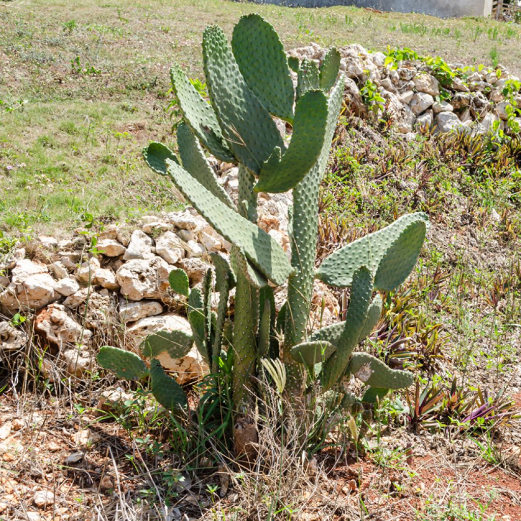 Opuntia cacanapa Ellisiana - Prickly Pear