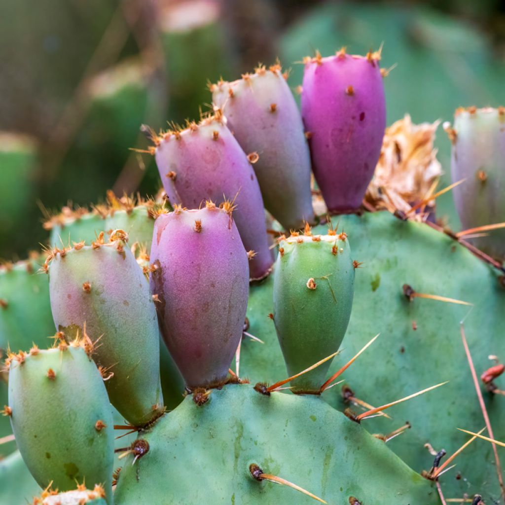 Opuntia cacanapa Ellisiana - Prickly Pear