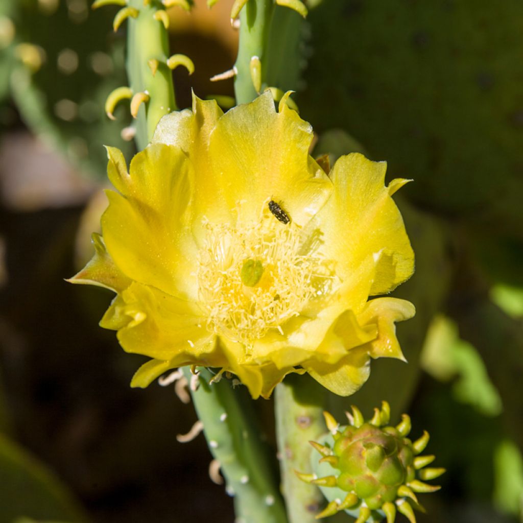 Opuntia cacanapa Ellisiana - Prickly Pear