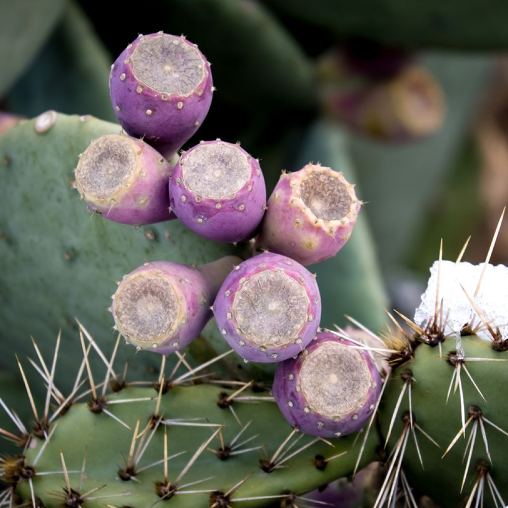 Opuntia cacanapa Ellisiana - Prickly Pear