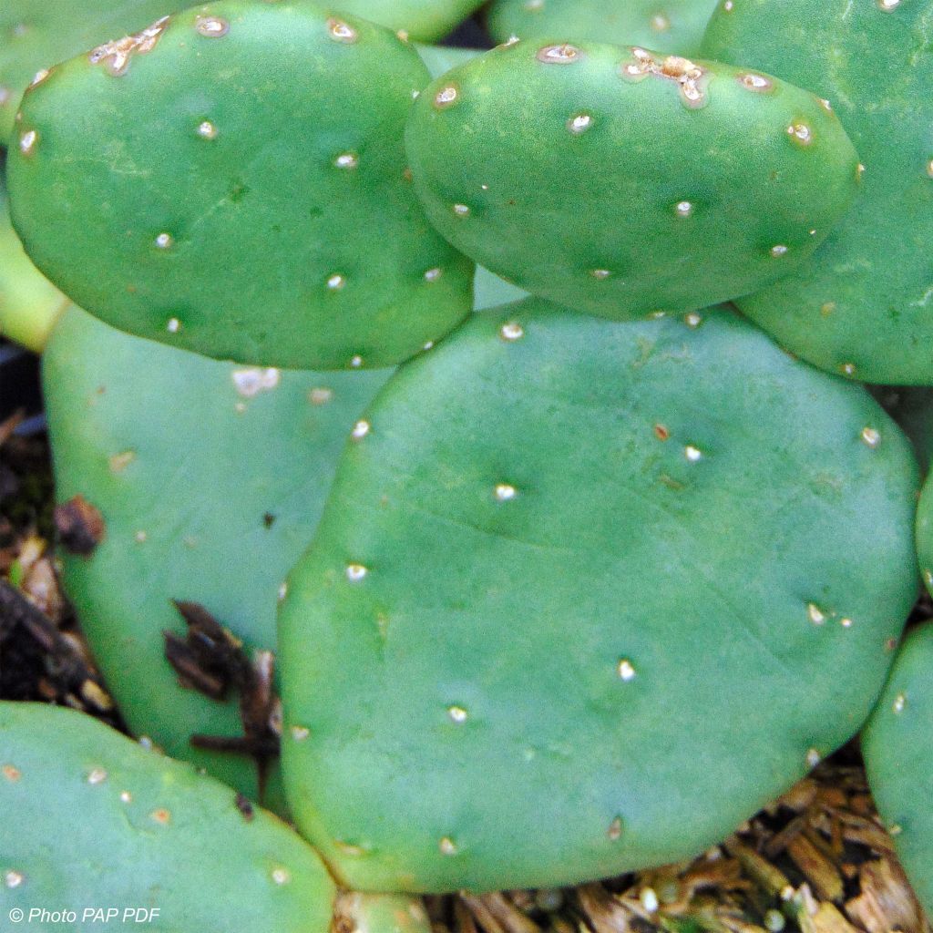 Opuntia compressa Millevaches - Oponce de l'Est.