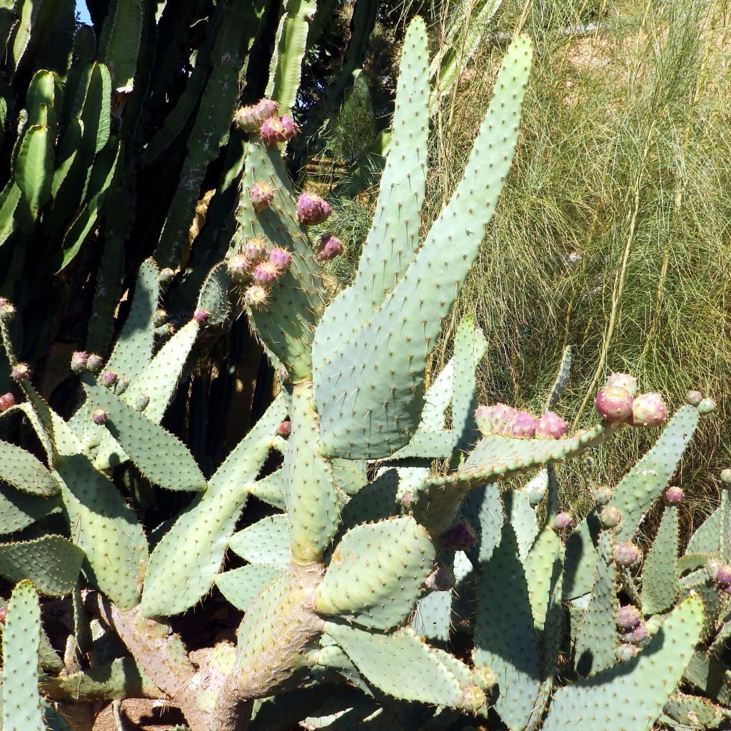 Opuntia engelmannii Linguiformis - Oponce