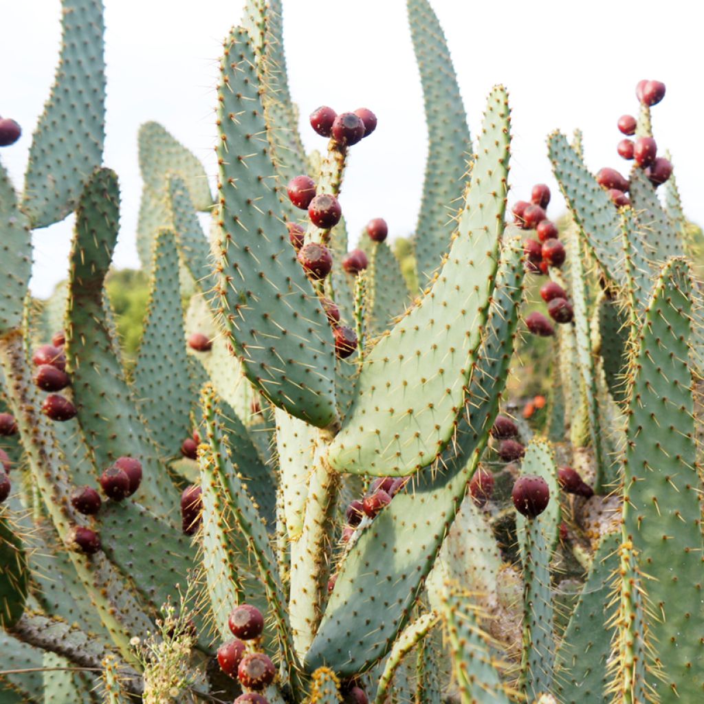 Opuntia engelmannii var. linguiformis - Prickly Pear