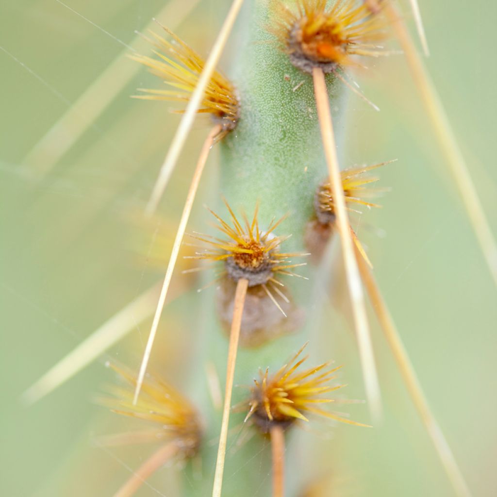 Opuntia engelmannii var. linguiformis - Prickly Pear