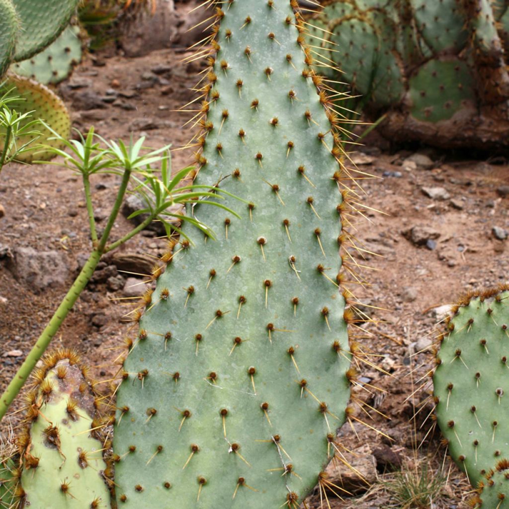 Opuntia engelmannii var. linguiformis - Prickly Pear