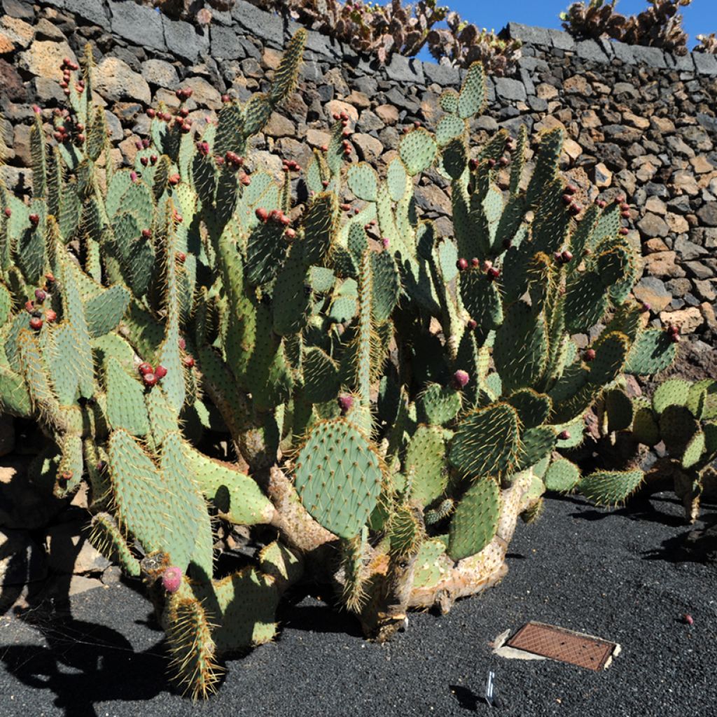 Opuntia engelmannii var. linguiformis - Prickly Pear