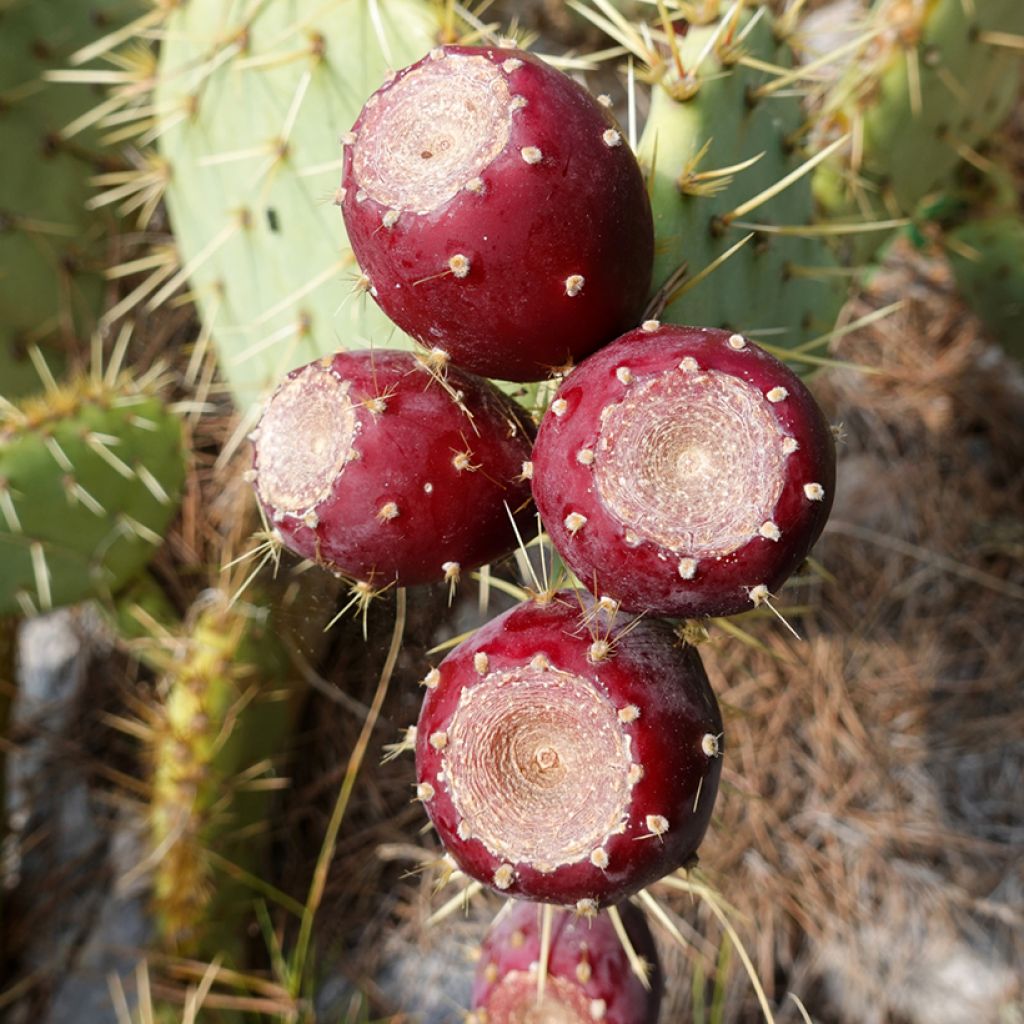 Opuntia engelmannii var. rastrera - Prickly Pear