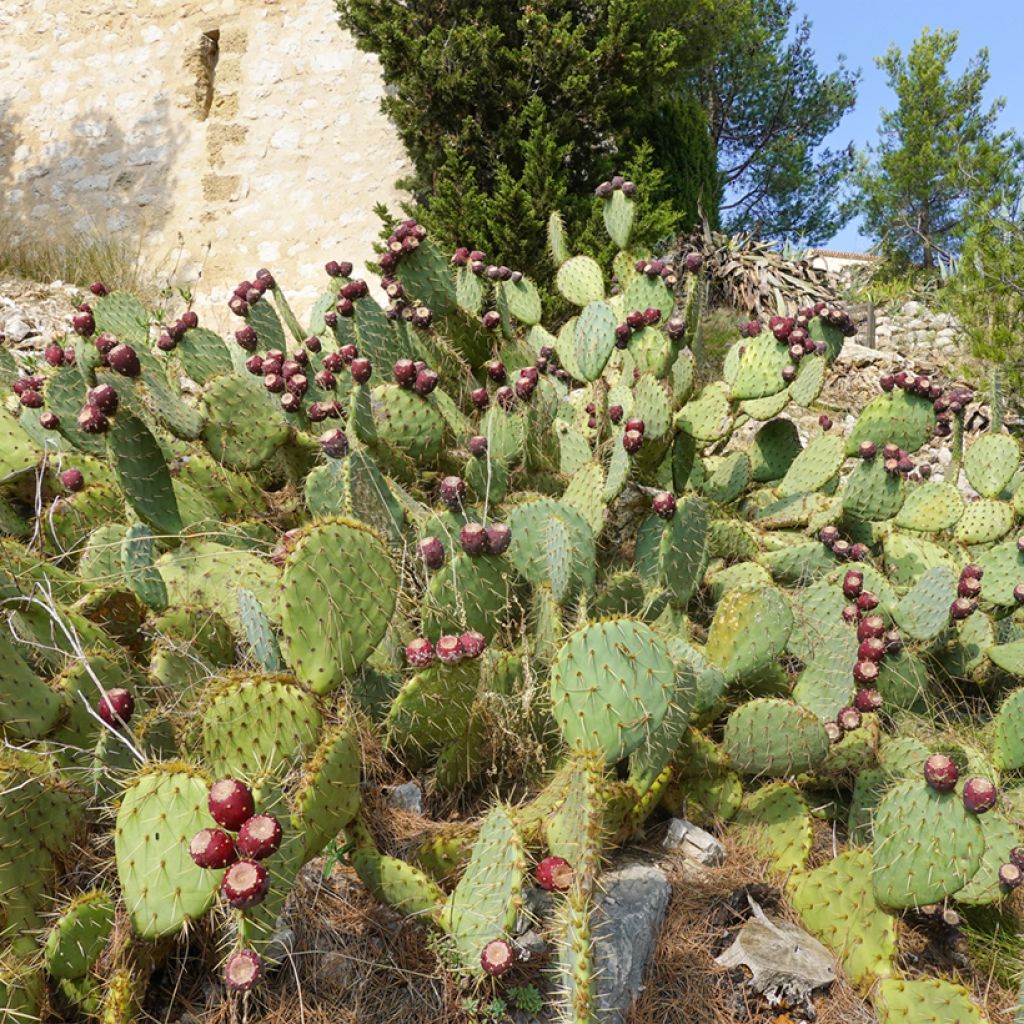 Opuntia engelmannii var. rastrera - Prickly Pear